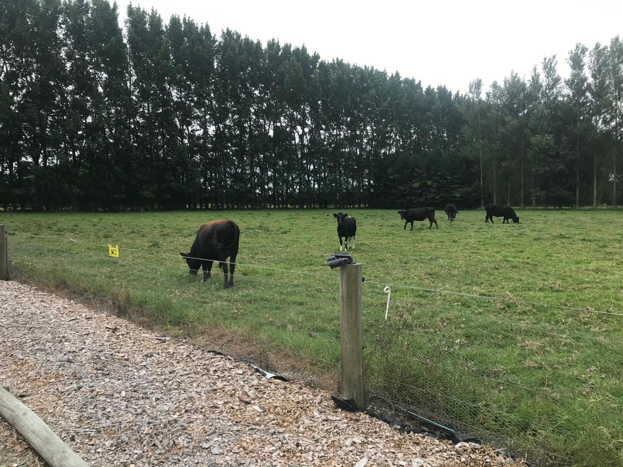 Brookside Country Escape 40 Minutes To Chc Airport 호텔 Leeston 외부 사진